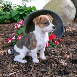 Lilac, Jack-A-Ranian Puppy